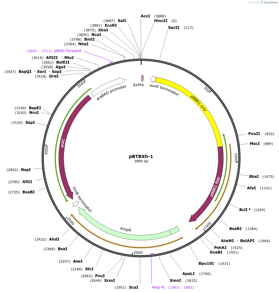 26077-plasmid-map-sequence-id-12241