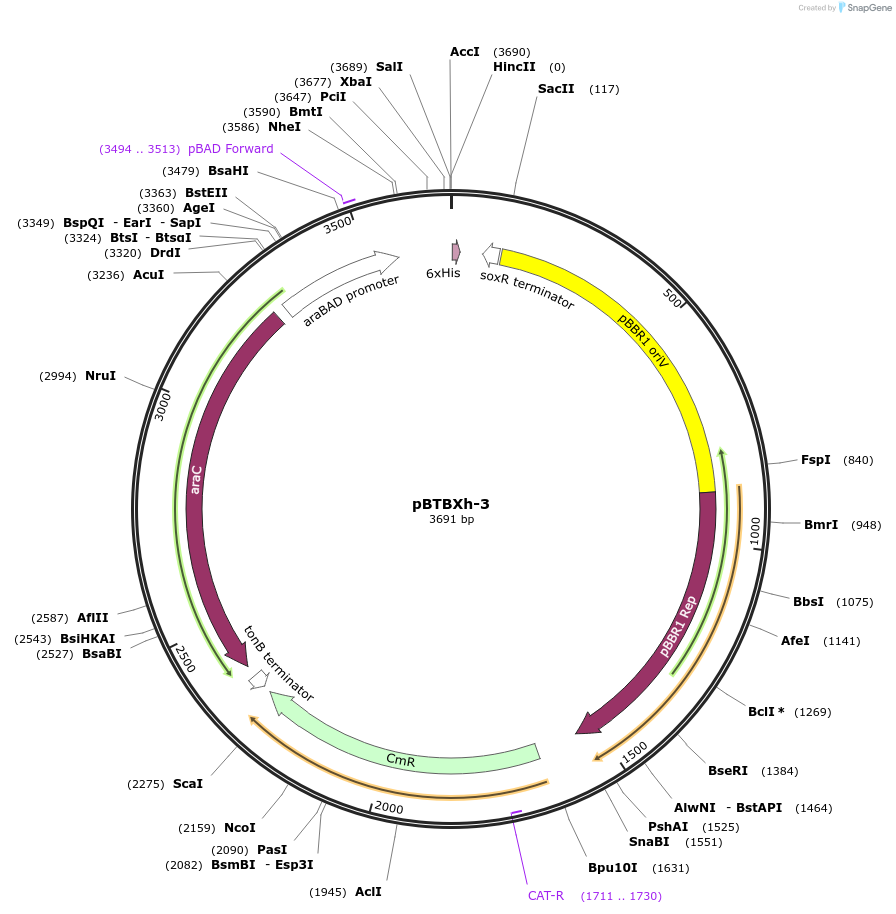 26079-plasmid-map-sequence-id-12243