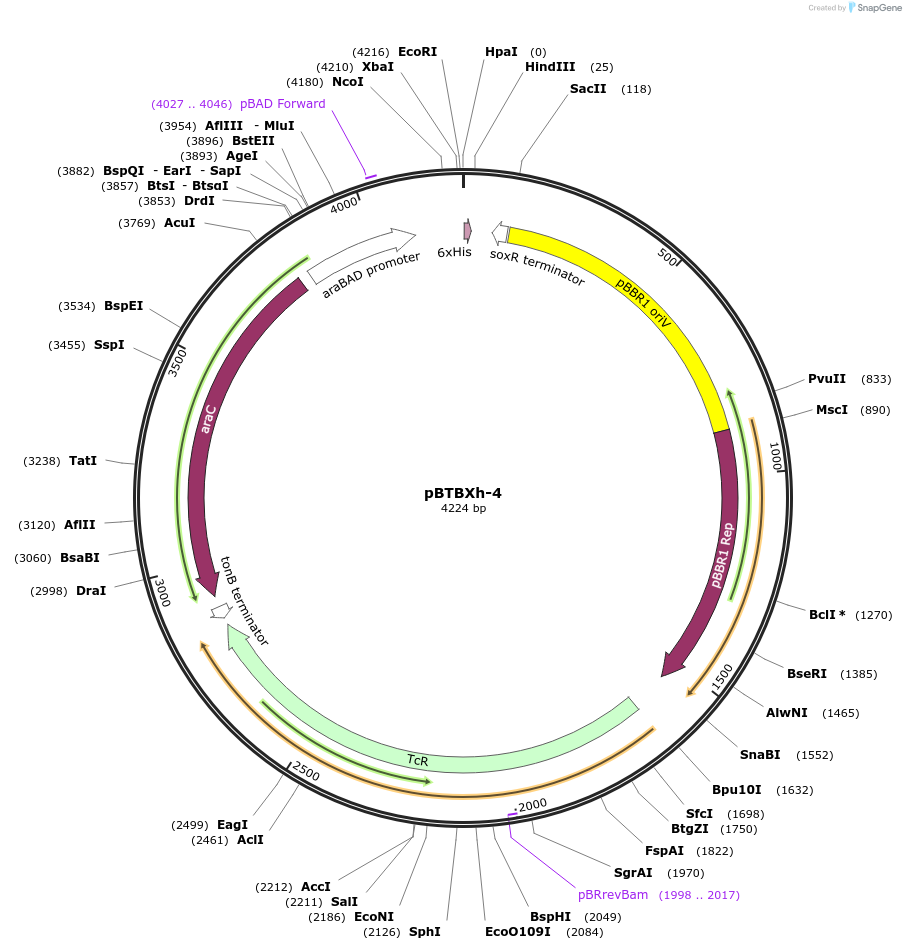 26080-plasmid-map-sequence-id-12244