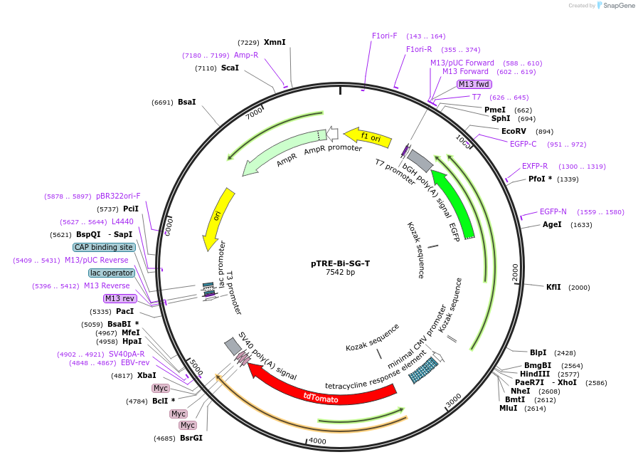 26084-plasmid-map-sequence-id-12248