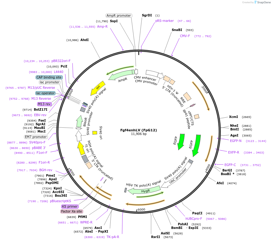 69444-plasmid-map-sequence-id-122532