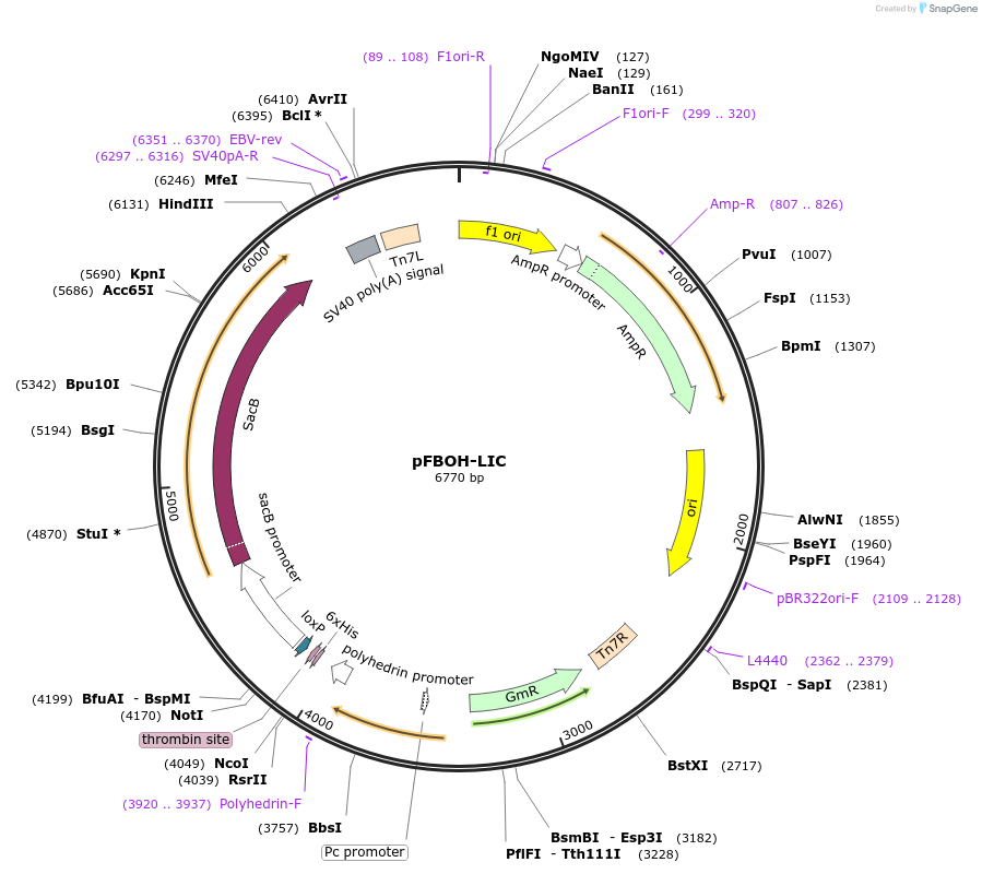 26099-plasmid-map-sequence-id-12255