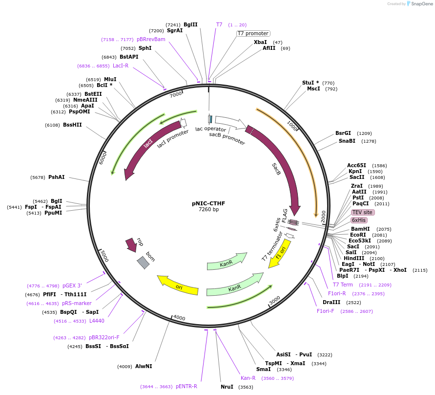 26105-plasmid-map-sequence-id-12257