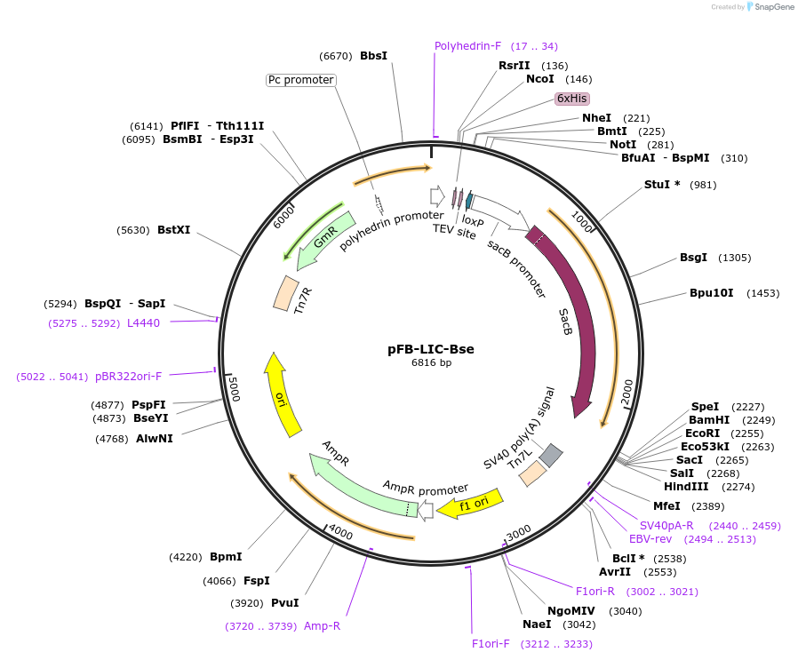 26108-plasmid-map-sequence-id-12260