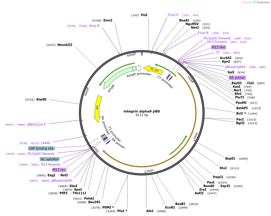 13584-plasmid-map-sequence-id-122625