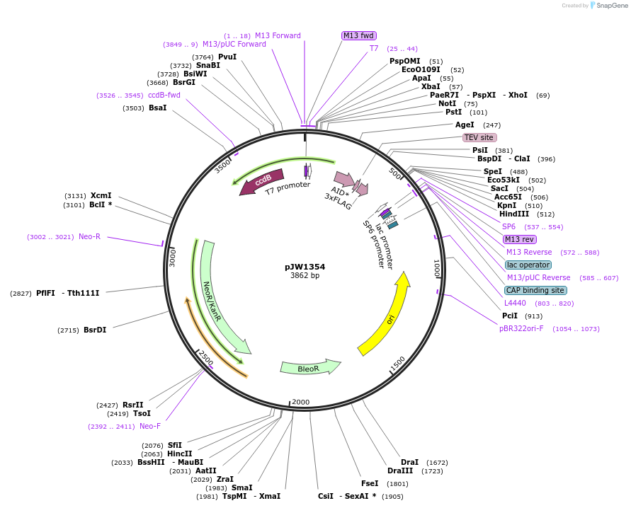 69490-plasmid-map-sequence-id-122661