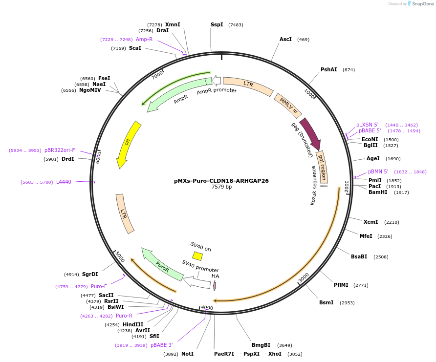 69465-plasmid-map-sequence-id-122665