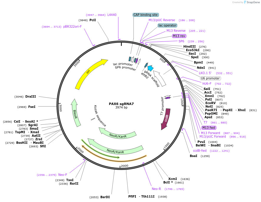 68466-plasmid-map-sequence-id-122672