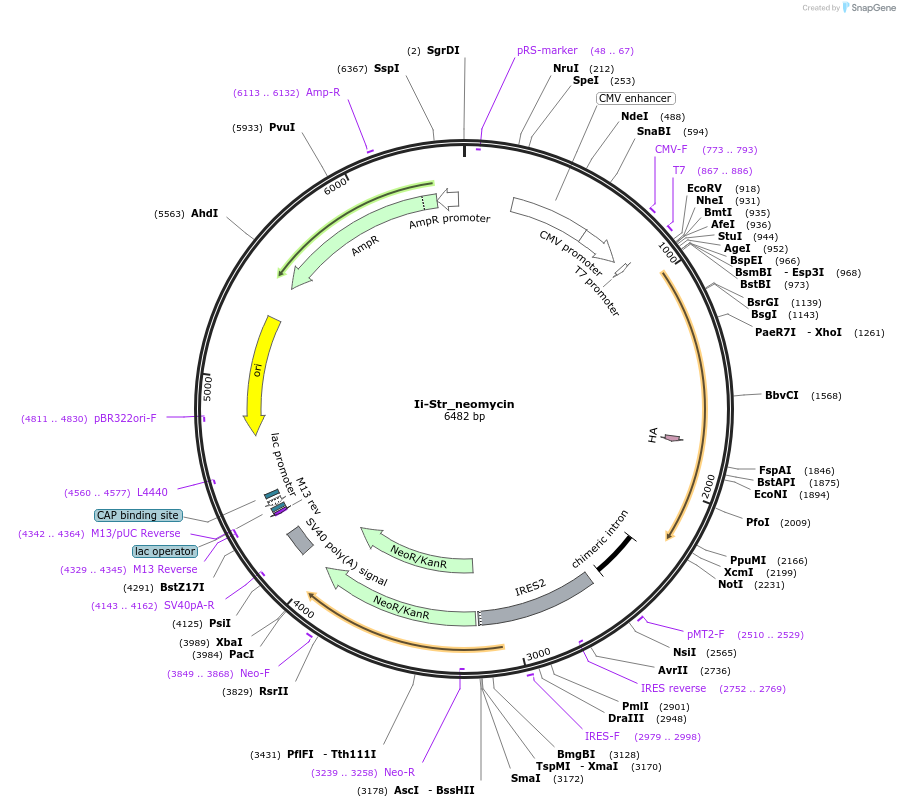 65308-plasmid-map-sequence-id-122684