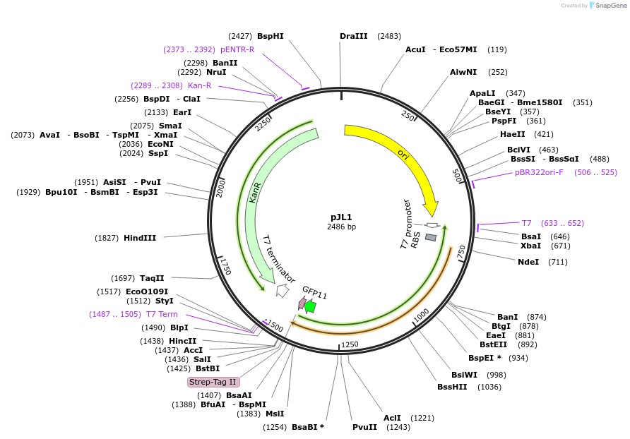 69496-plasmid-map-sequence-id-122687