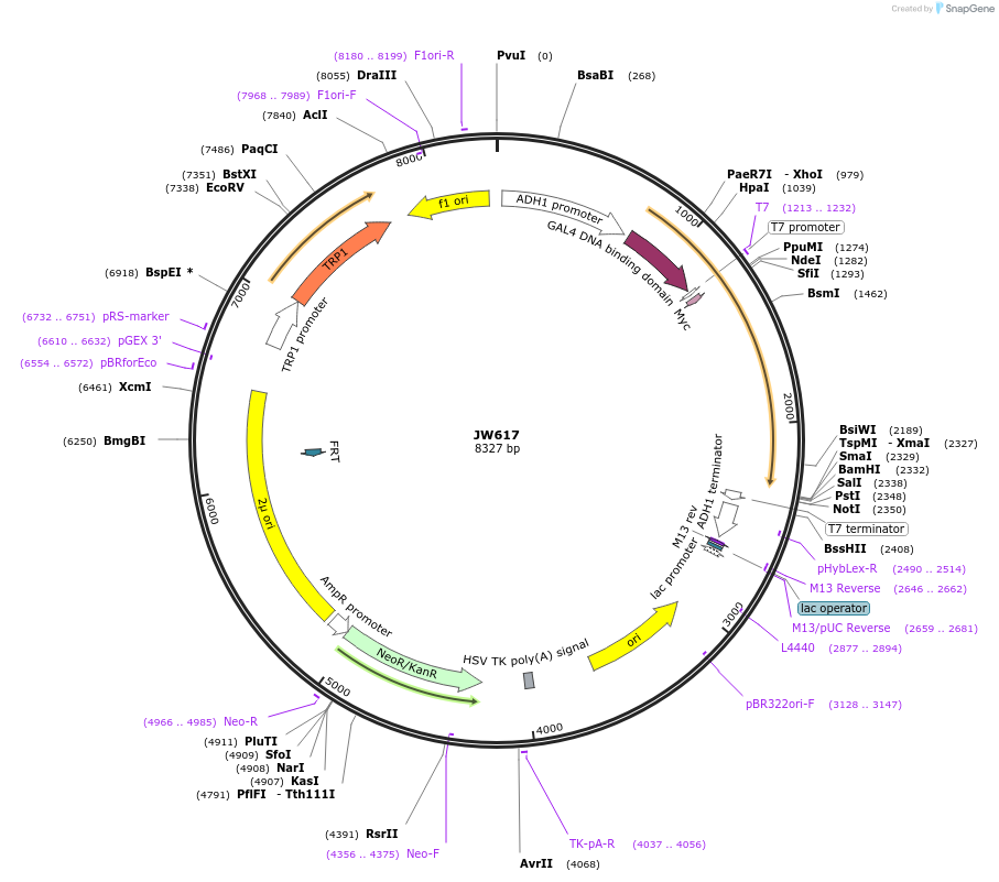 64809-plasmid-map-sequence-id-122702