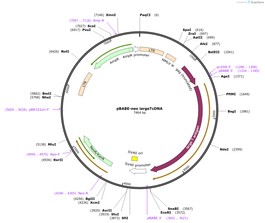 1780-plasmid-map-sequence-id-122724