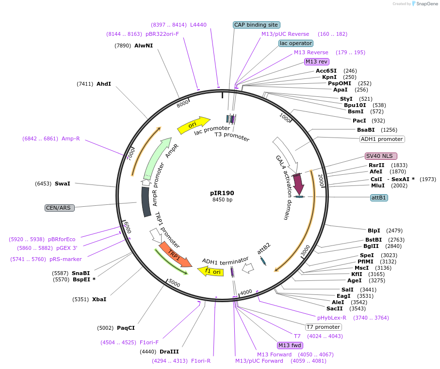 64812-plasmid-map-sequence-id-122735