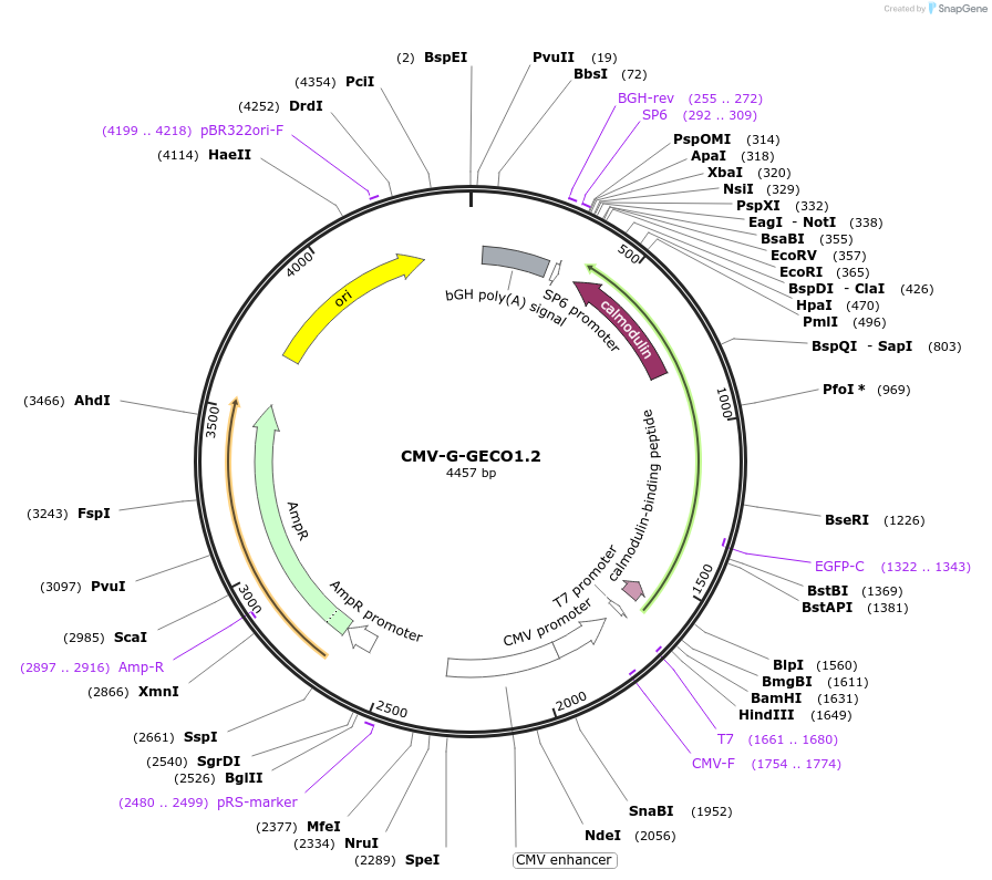 32446-plasmid-map-sequence-id-122736