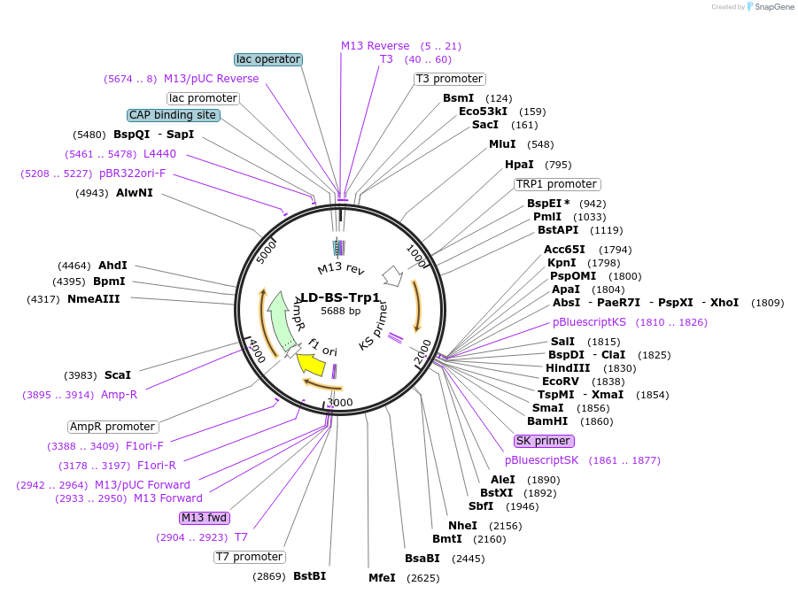 69503-plasmid-map-sequence-id-122738