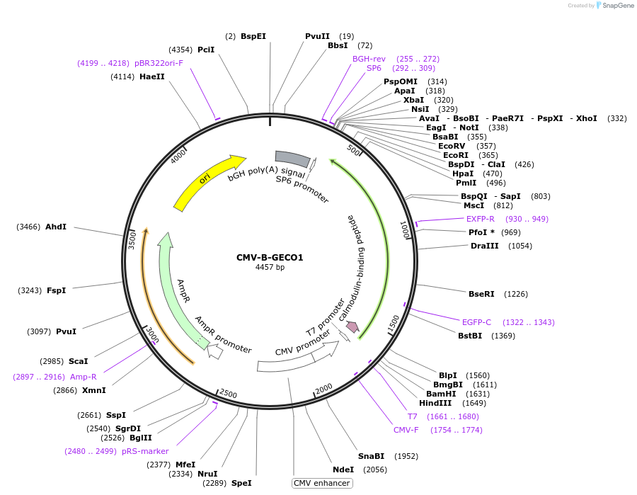 32448-plasmid-map-sequence-id-122739