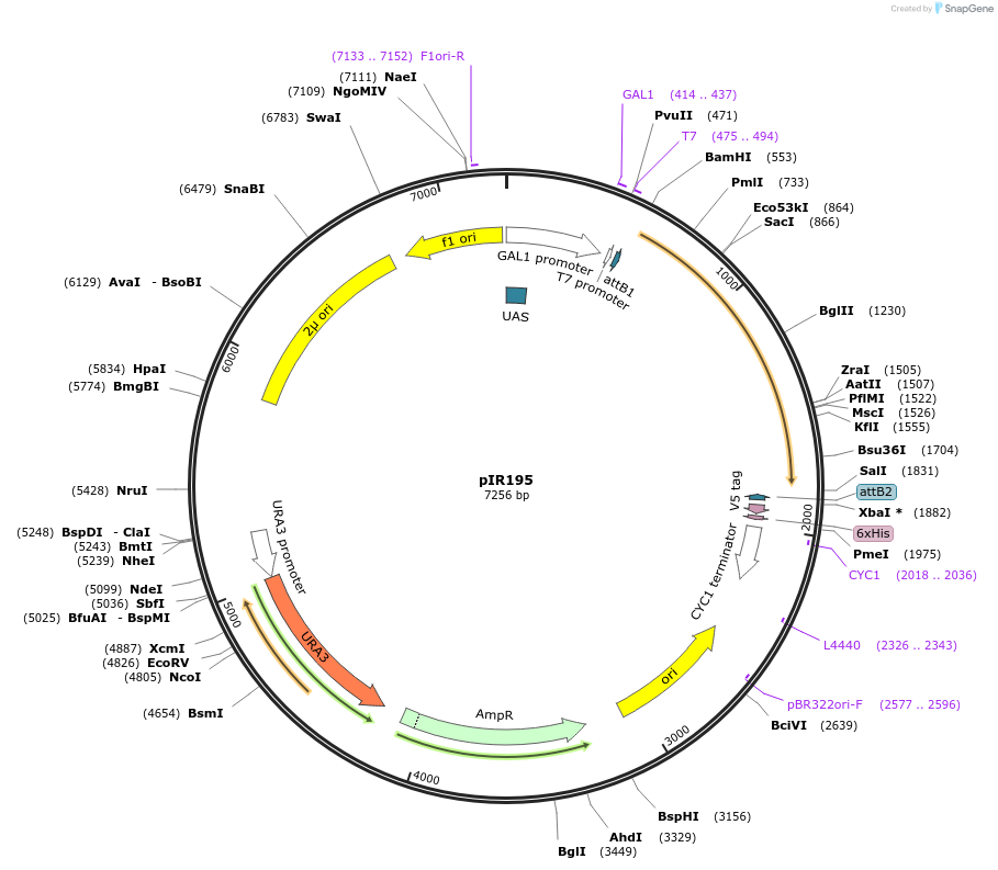 64810-plasmid-map-sequence-id-122741