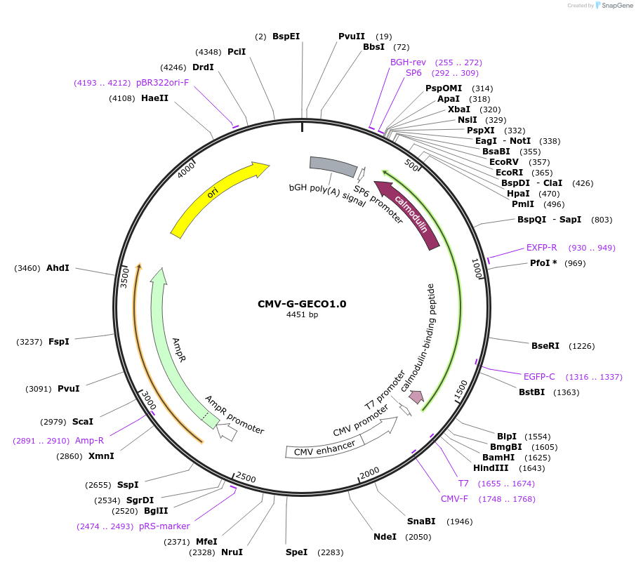 32447-plasmid-map-sequence-id-122742
