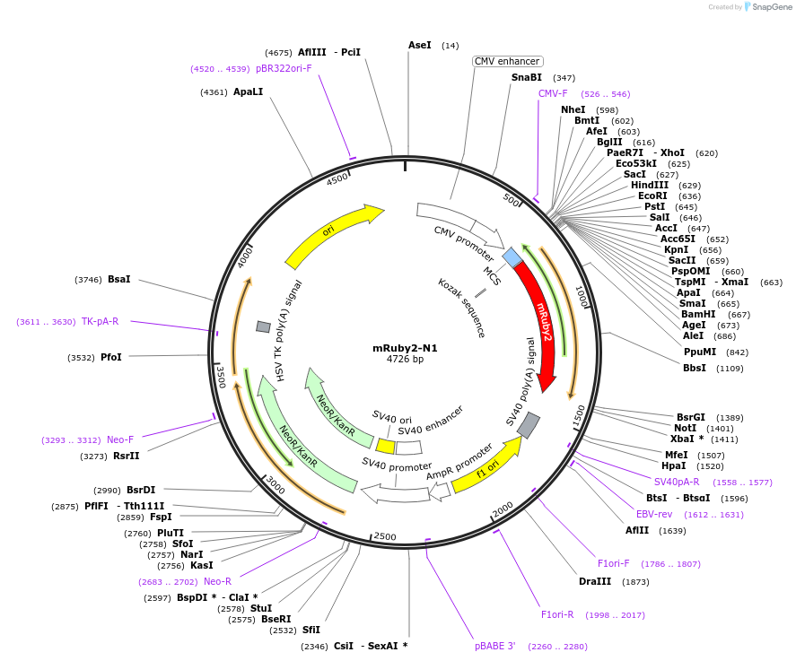 54614-plasmid-map-sequence-id-122747