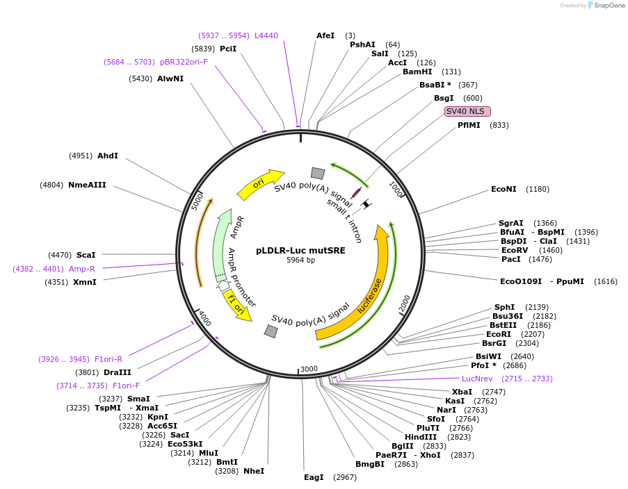 14945-plasmid-map-sequence-id-122749