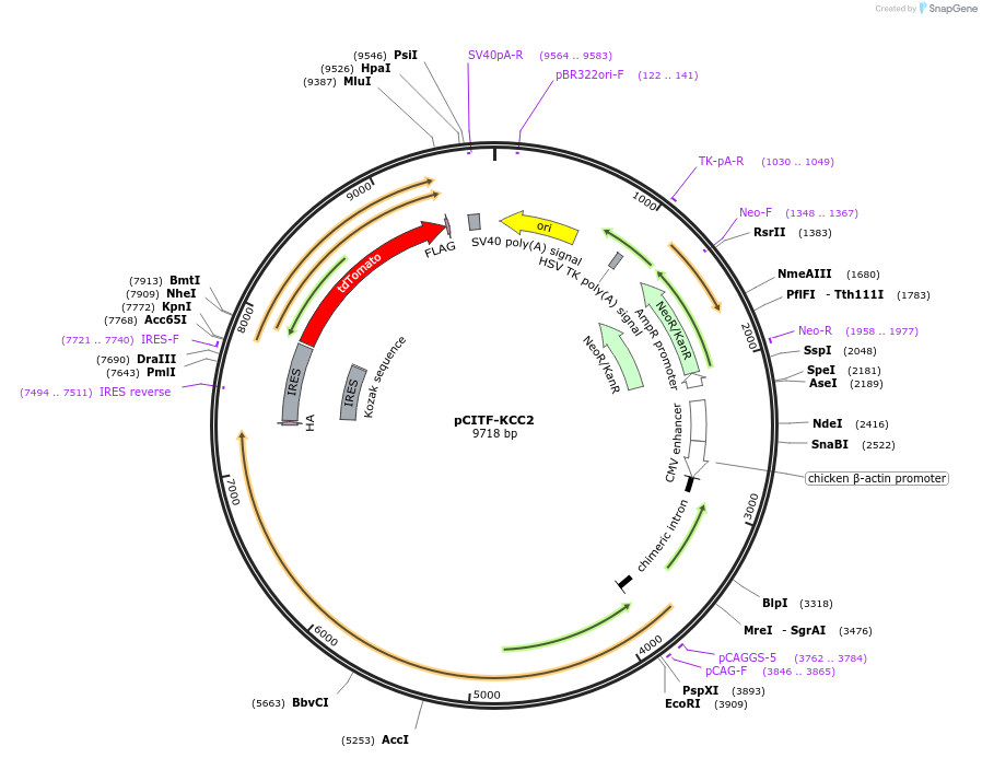 61404-plasmid-map-sequence-id-122754
