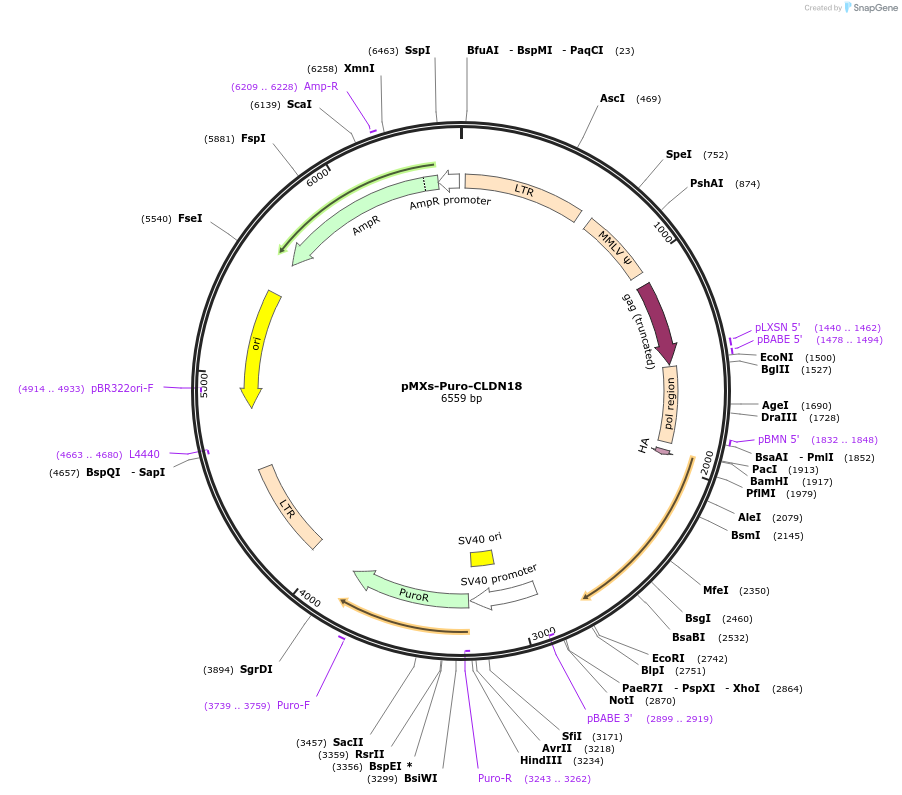 69466-plasmid-map-sequence-id-122764