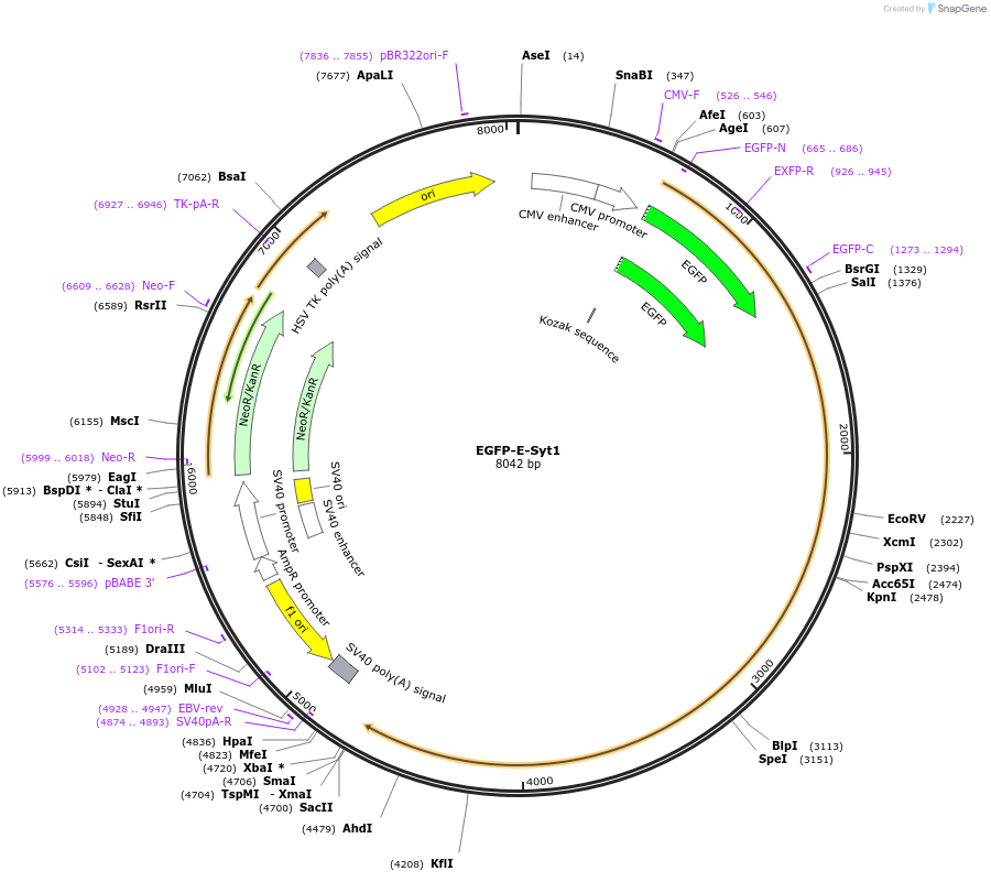 66830-plasmid-map-sequence-id-122772
