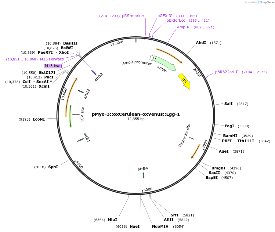 68044-plasmid-map-sequence-id-122779