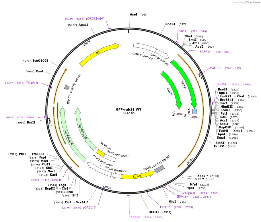 12674-plasmid-map-sequence-id-122788