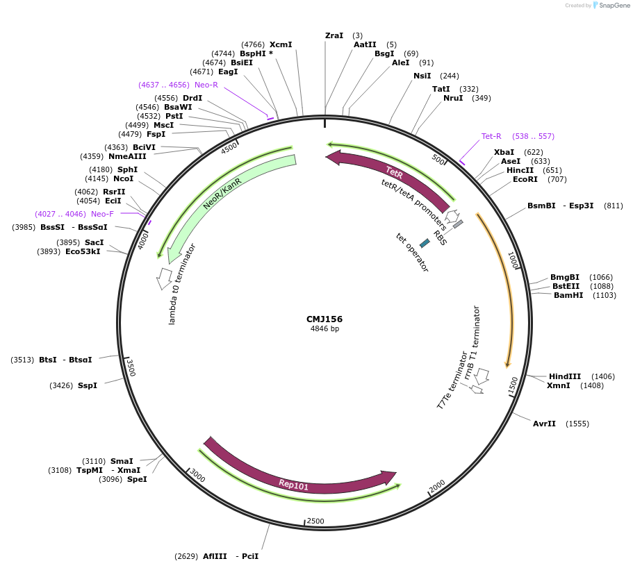 69522-plasmid-map-sequence-id-122802