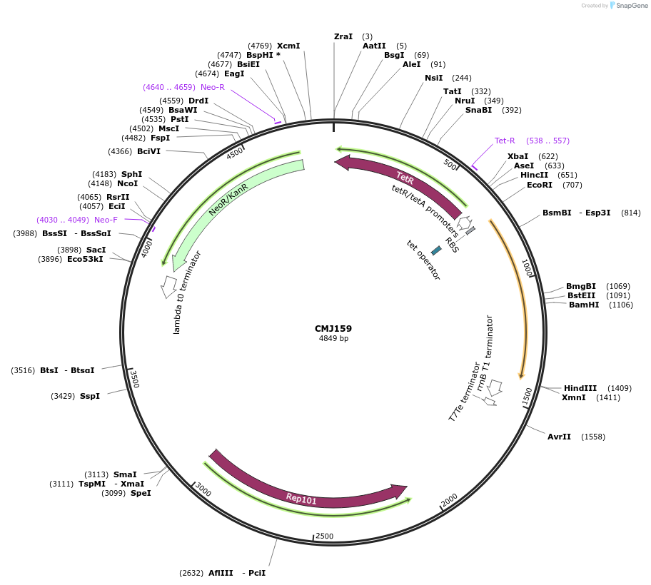 69525-plasmid-map-sequence-id-122805