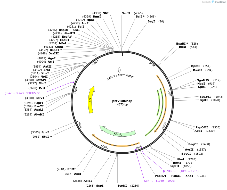 26155-plasmid-map-sequence-id-12283