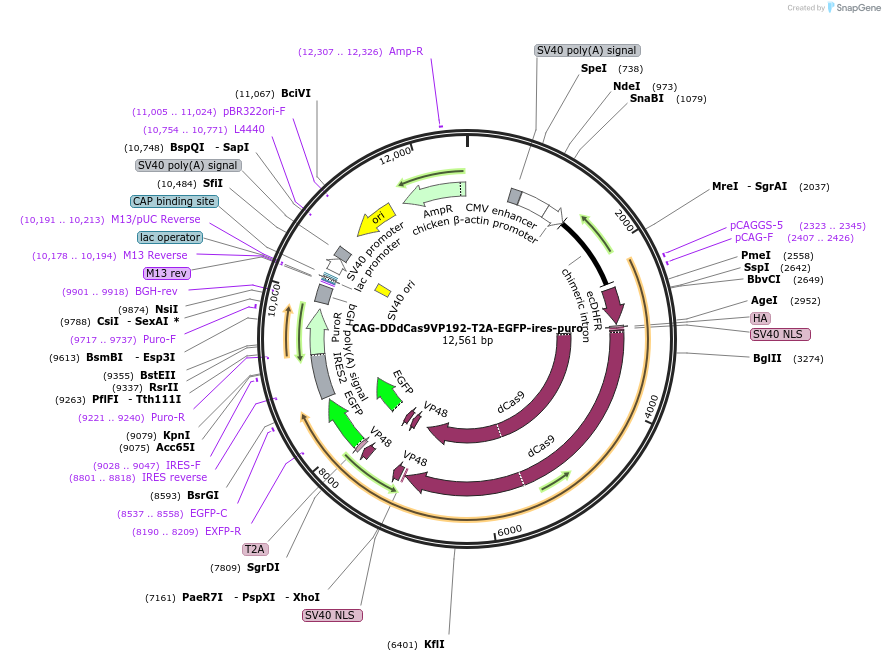 69534-plasmid-map-sequence-id-122831