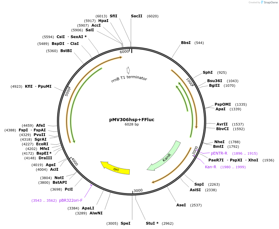 26156-plasmid-map-sequence-id-12284