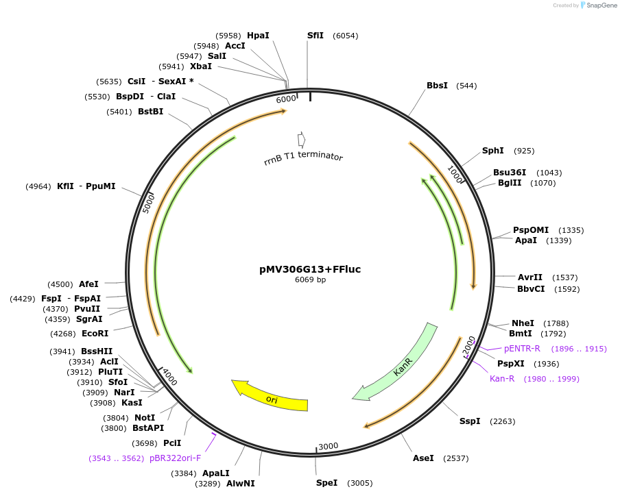 26157-plasmid-map-sequence-id-12285