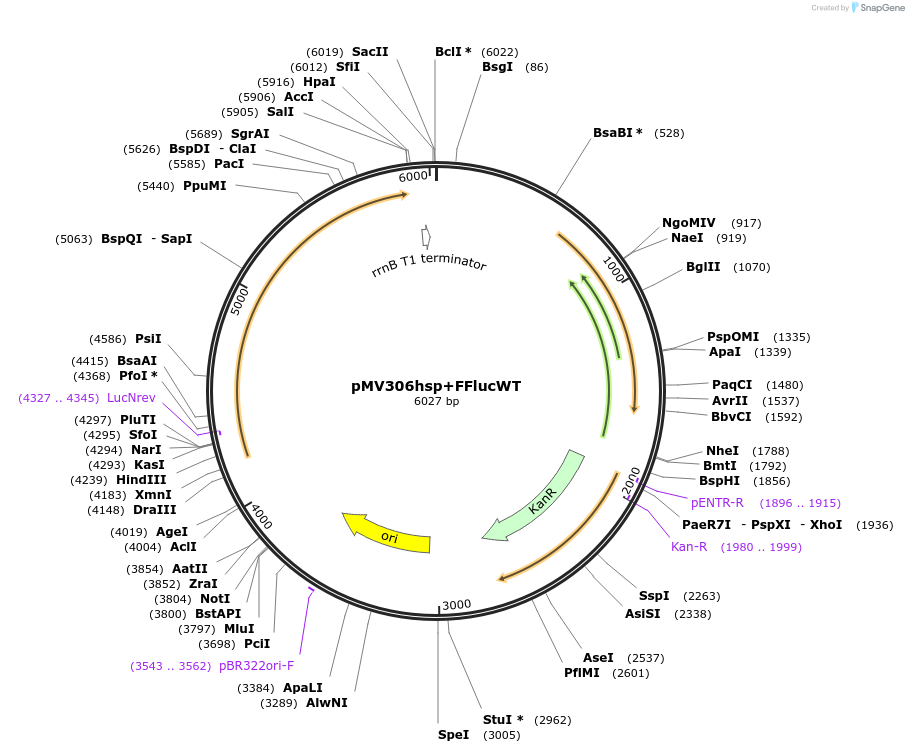 26158-plasmid-map-sequence-id-12286