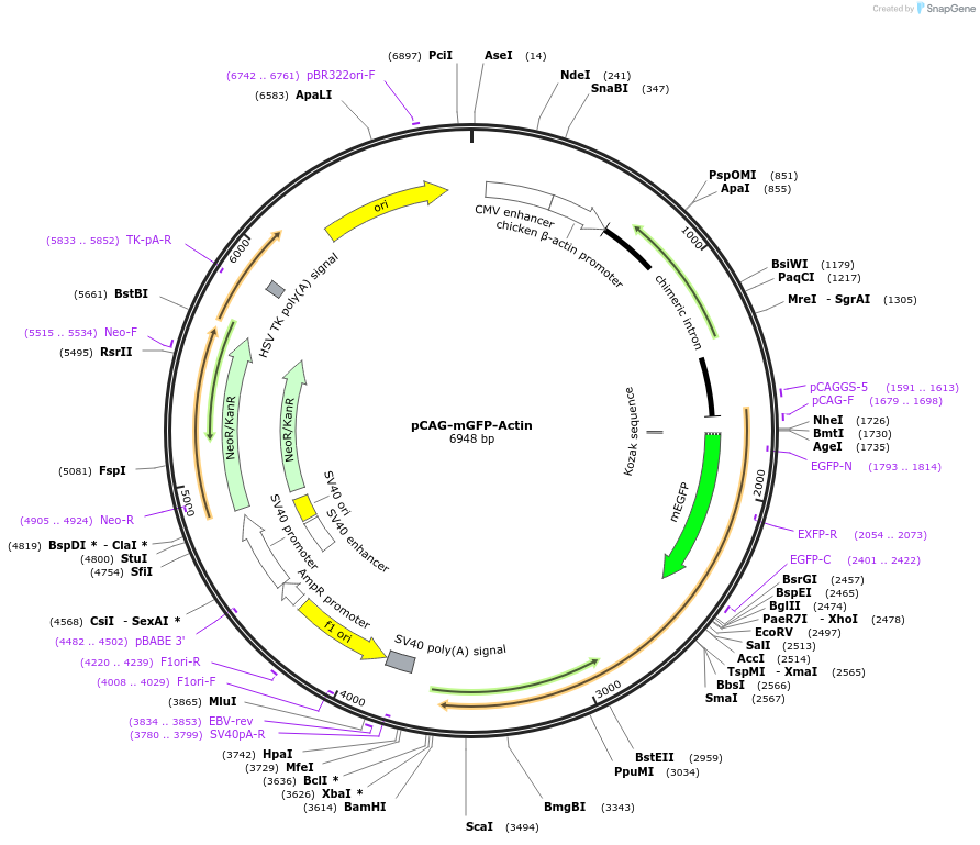 21948-plasmid-map-sequence-id-122868