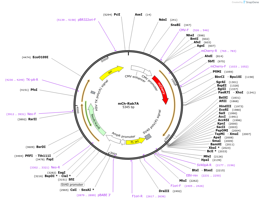 61804-plasmid-map-sequence-id-122869