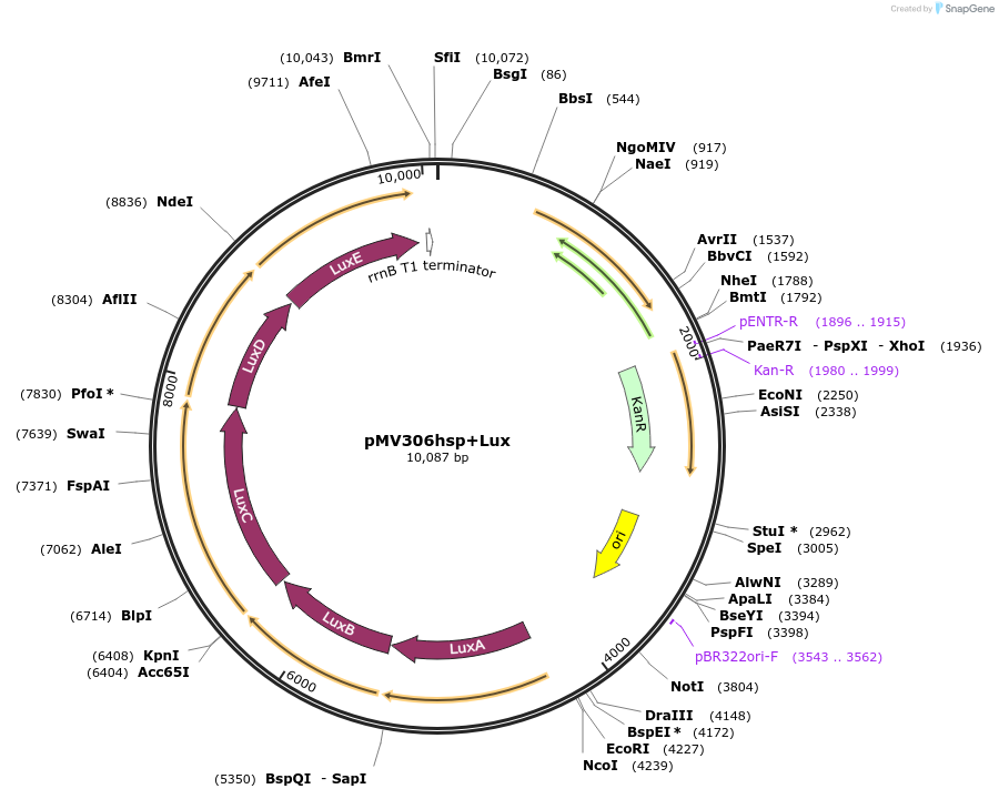 26159-plasmid-map-sequence-id-12287