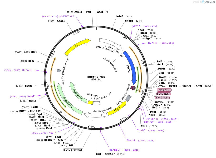 14893-plasmid-map-sequence-id-122872