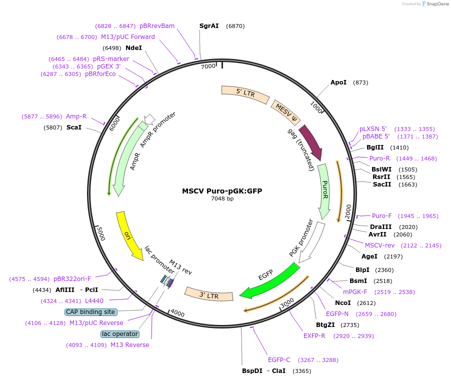 68486-plasmid-map-sequence-id-122889