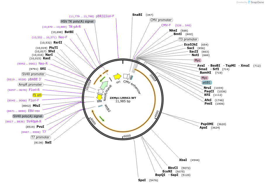25361-plasmid-map-sequence-id-122899