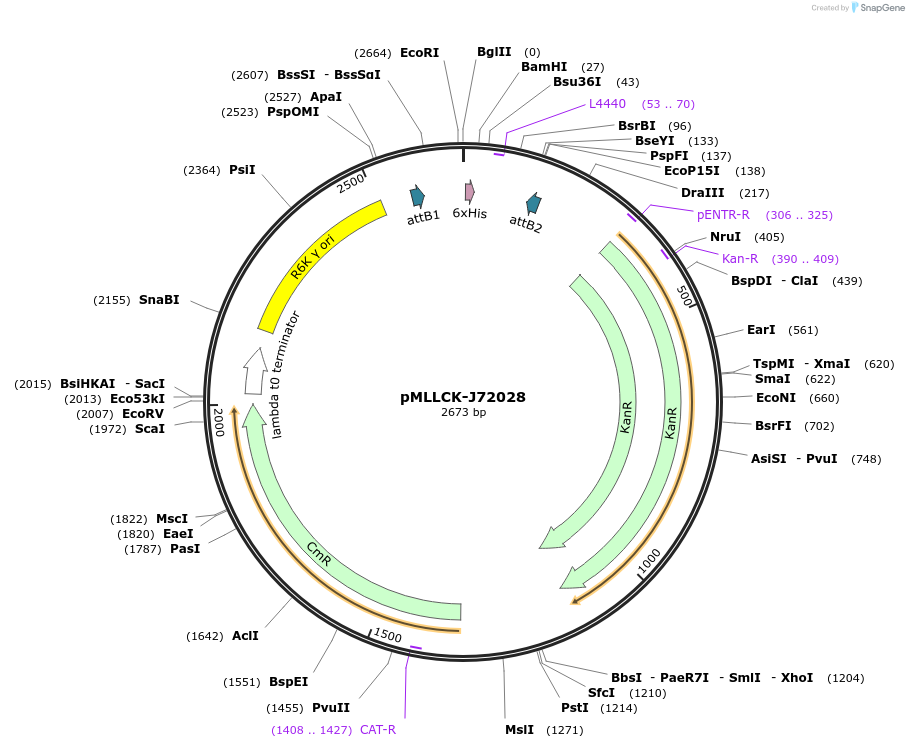 26170-plasmid-map-sequence-id-12291