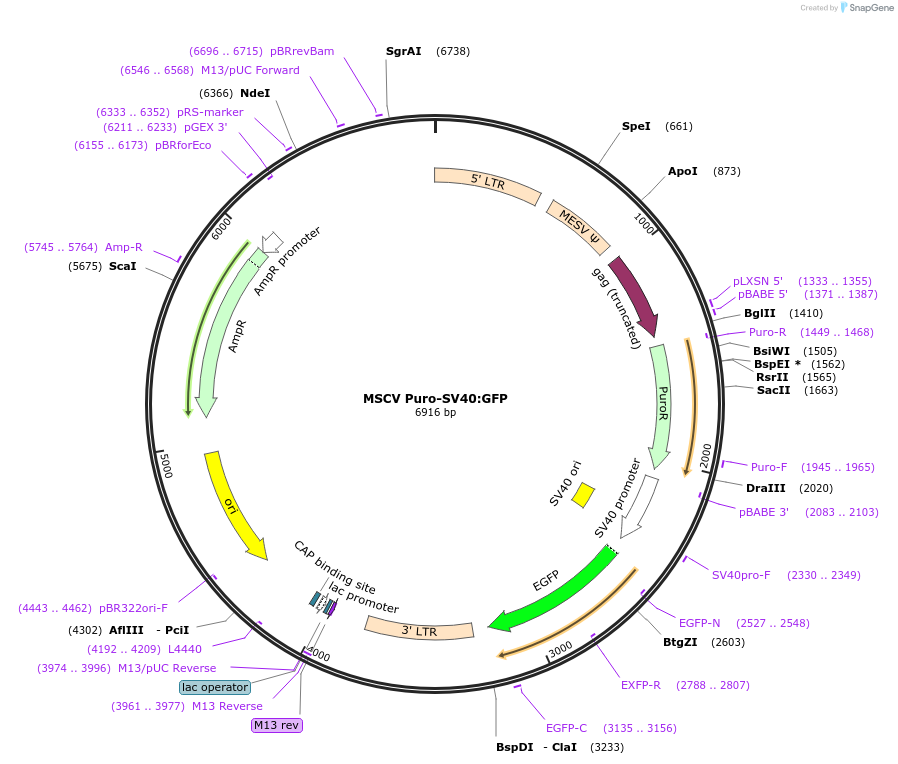 68483-plasmid-map-sequence-id-122910