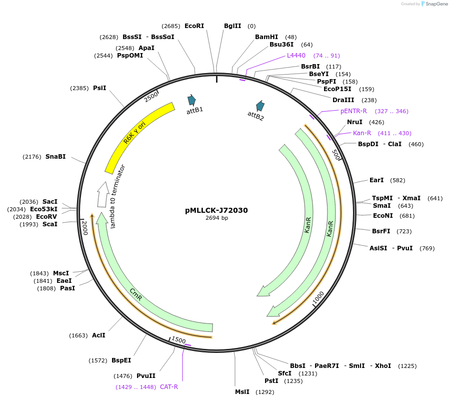 26172-plasmid-map-sequence-id-12293