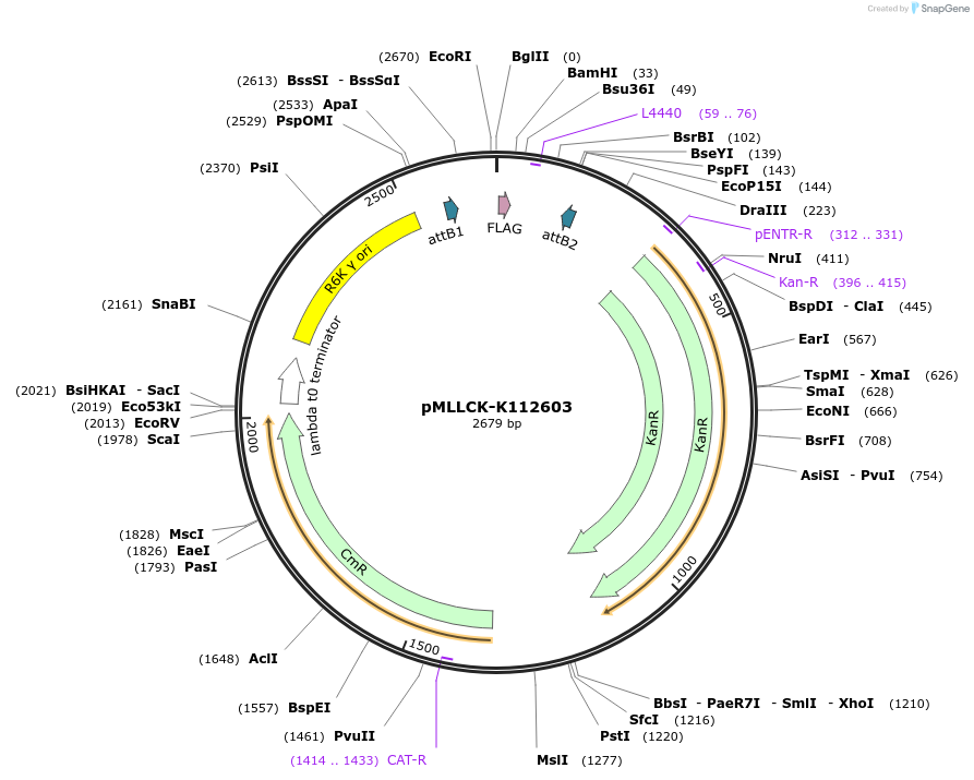 26173-plasmid-map-sequence-id-12294
