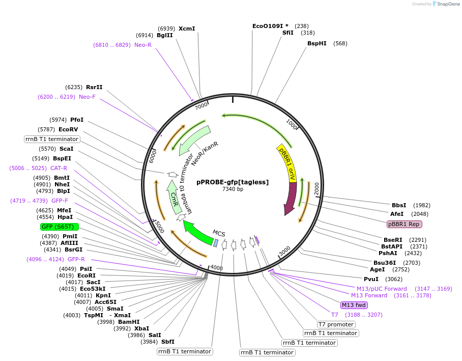 40164-plasmid-map-sequence-id-122945