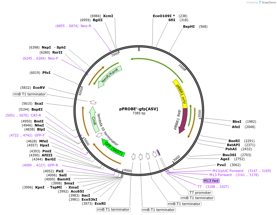 40167-plasmid-map-sequence-id-122949