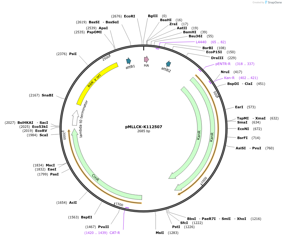 26174-plasmid-map-sequence-id-12295
