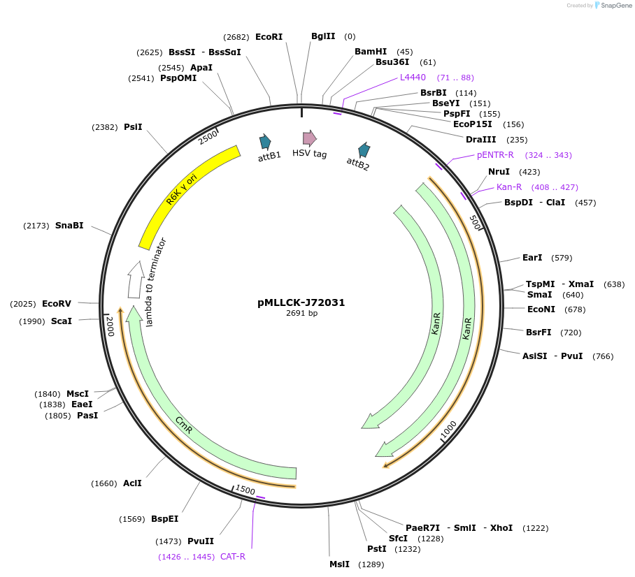26175-plasmid-map-sequence-id-12296